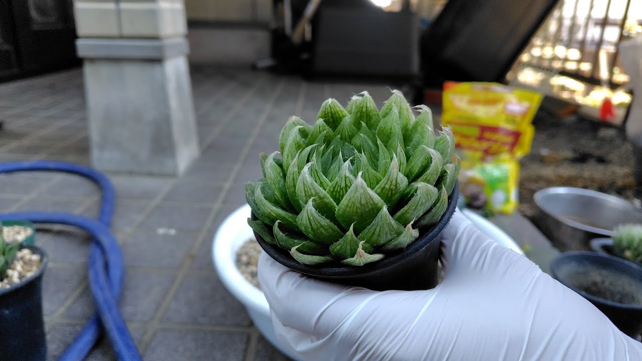 2026.3.9.ハオルシア植え替え
