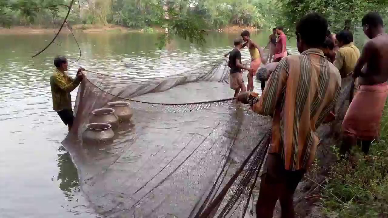 Big Net Fishing in Village Pond ; West Bengal