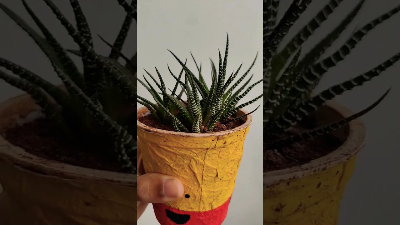 How to save dying Succulent Howarthia #succulent #plants #houseplants #subscribe #viral #fun #shorts