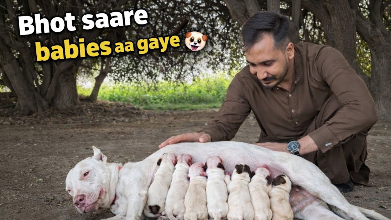 Surprise 😱 Hamari female ne bachay de diye