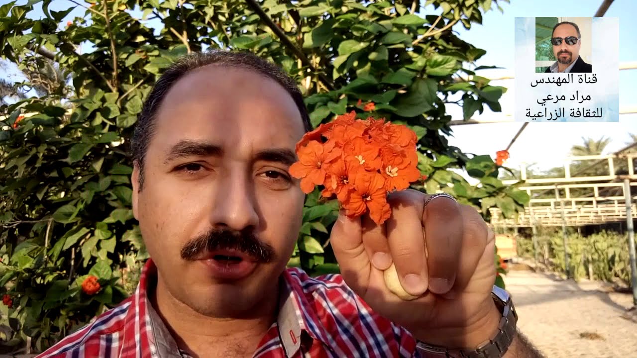 كورديا فاكهة ونبات زينة بنفس الوقت ماهى معلوماتك عنة Cordia sebestena حلقة 116
