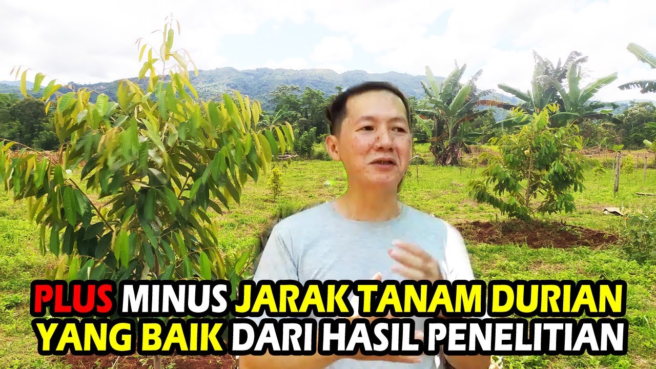 Plus Minus Jarak Tanam Durian Yang Baik  Dari Hasil Penelitian Di Lapangan