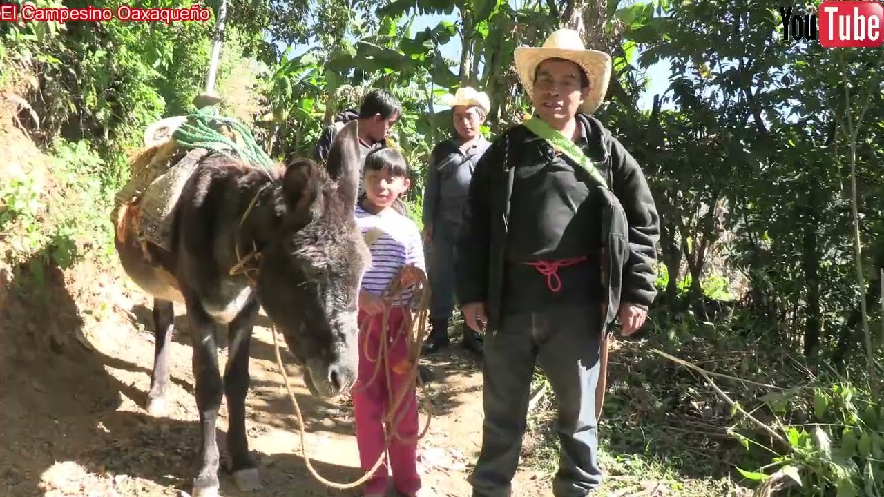 😃Con nuestro burrito fuimos al campo a visitar nuestra milpa ya que cayó la helada.