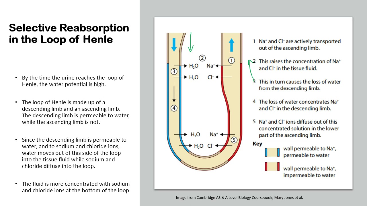 Chapter 14.3: Homeostasis - Selective Reabsorption & Osmoregulation in the Kidneys