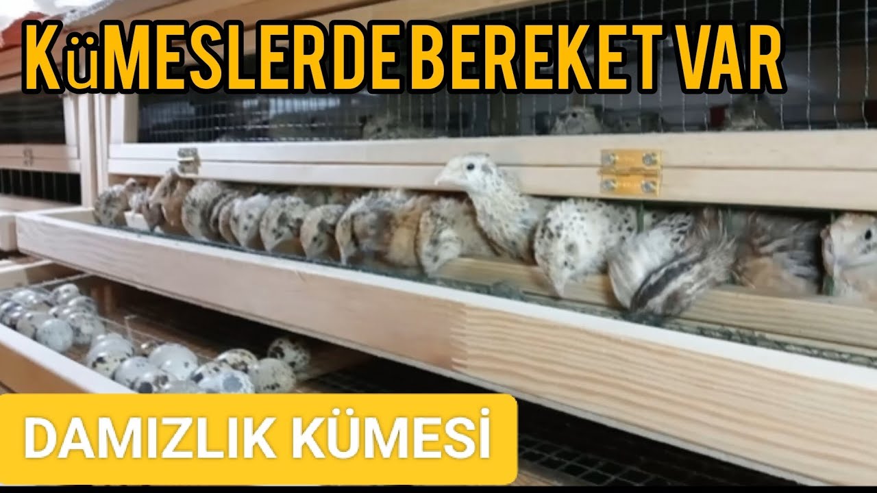 BILDIRCIN KAFESİ NASIL OLMALI? -/ YUMURTALARI TOPLAYIP PAKETLEDİM -/