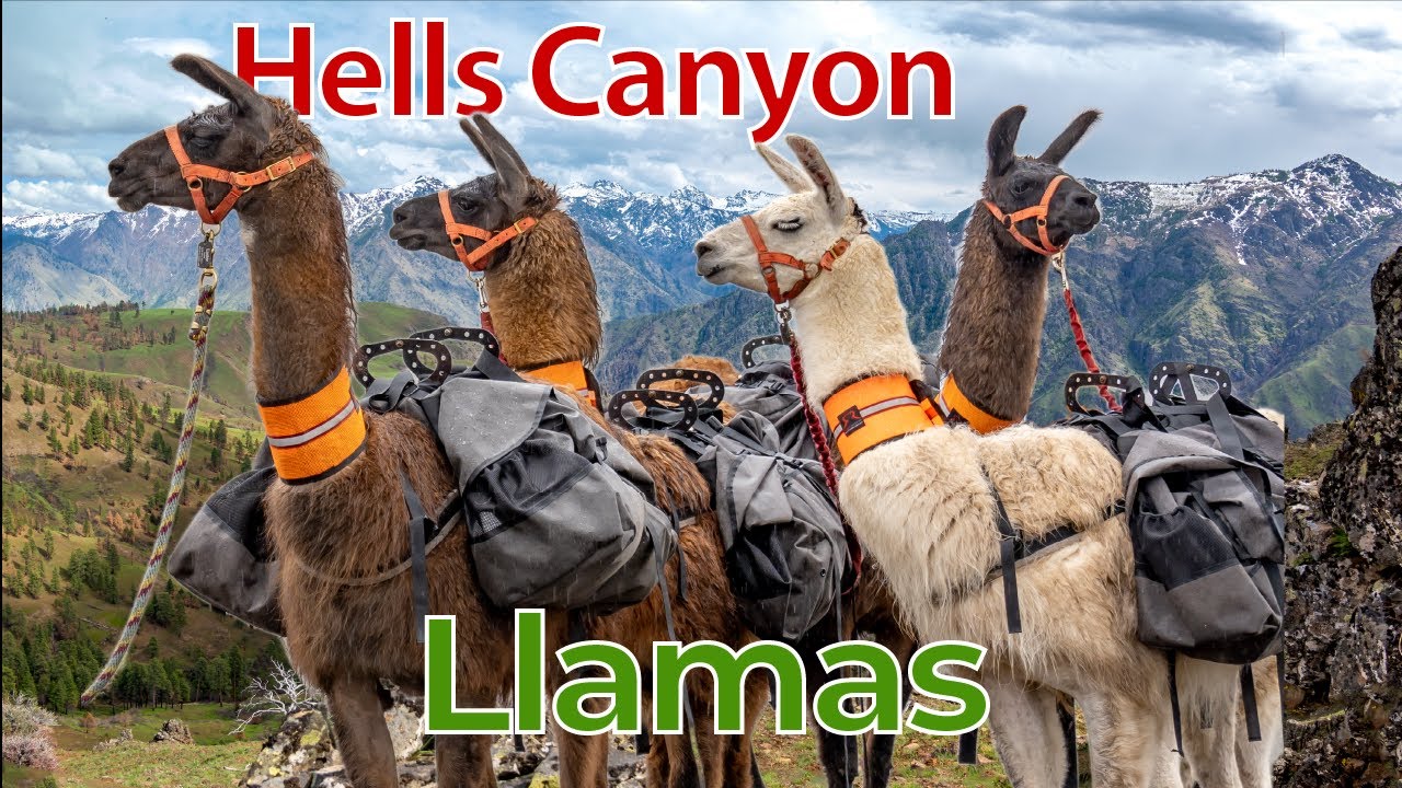Llamas packing in Hells Canyon – Bear, Wolf and Elk