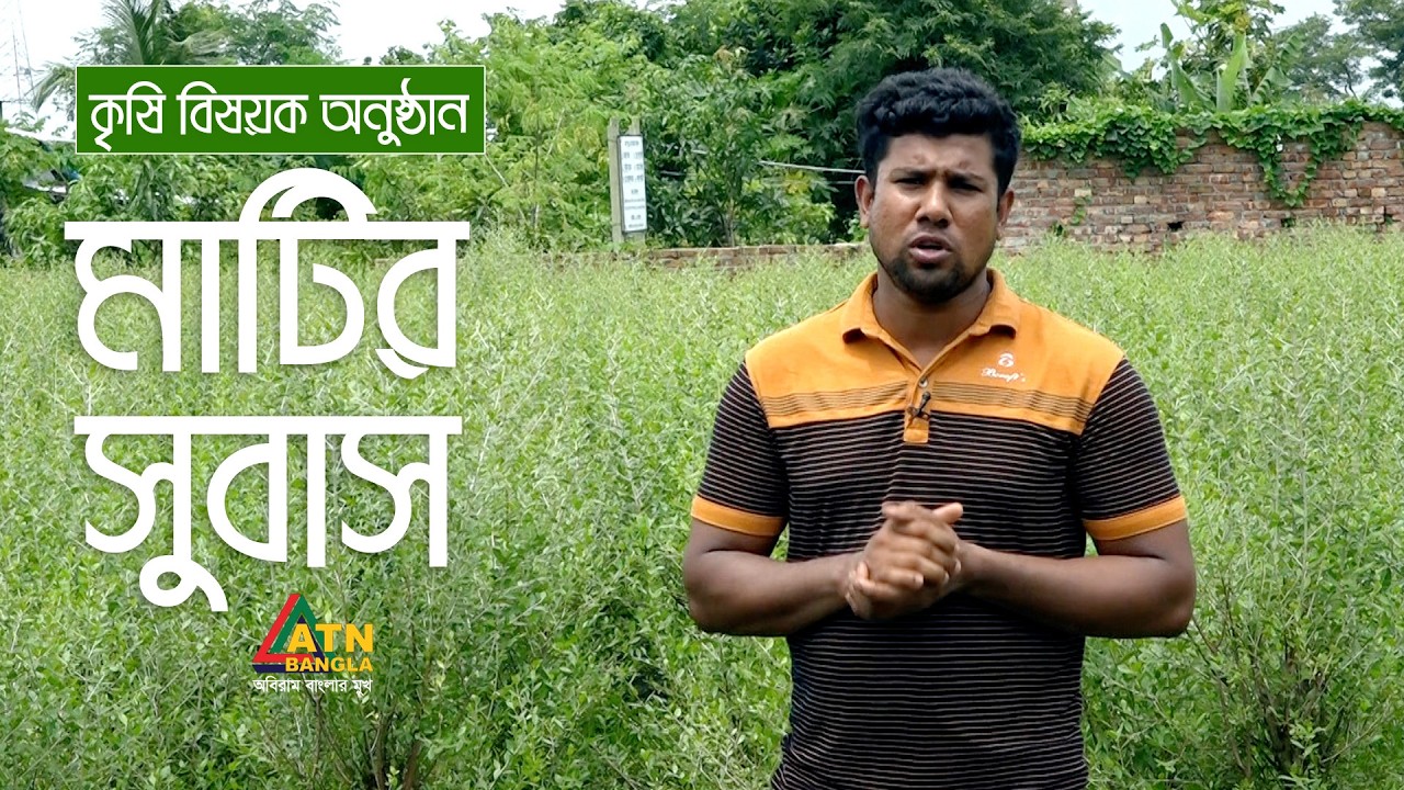 সাভারের ভাকুরদায় মেহেদী চাষ | মাটির সুবাস | Matir Subas | ATN Bangla