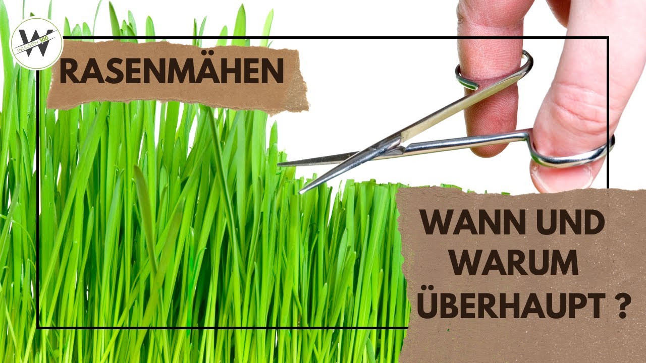 Wann und warum sollte man Rasenm&auml;hen?