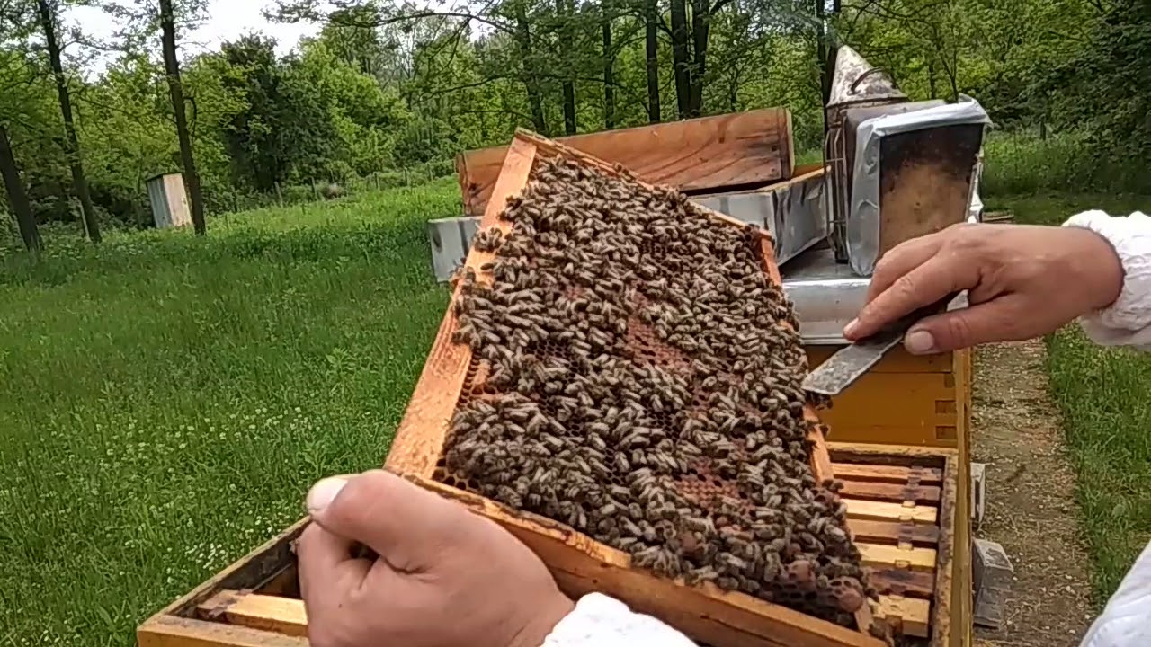 Dodavanje matičnjaka vještačkim rojevima 2019 god.MENSUR AVDIHODžIĆ-PČELAR