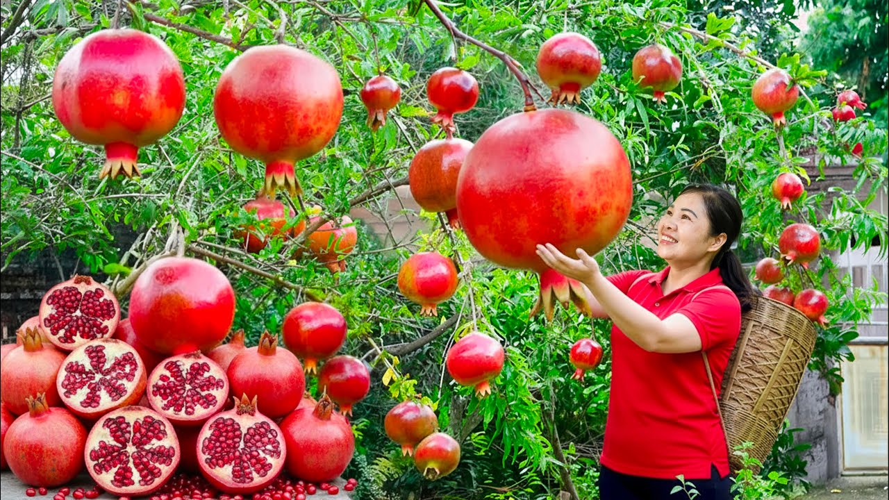 TIMELAPSE &ndash; Harvest 1000KG Giant Red Pomegranate & Go to Market Sell | Fruit So Big It's Unreal!