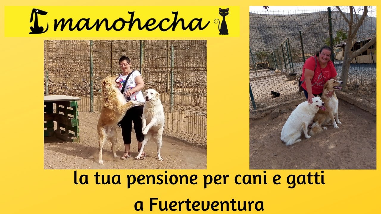 Manohecha la tua pensione per cani e gatti a Fuerteventura.