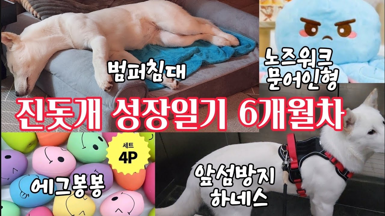 진돗개 6개월차 성장일기 범퍼침대 앞섬방지하네스 에그봉봉 노즈워크 문어인형 이갈이커피나무 당근뽑기 질주본능 잔디에온몸 부비기