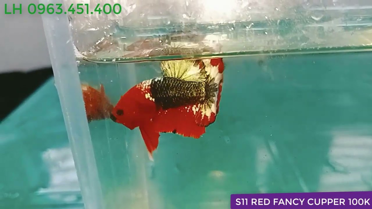 7/11 betta black blue . nemo vàng . fccp