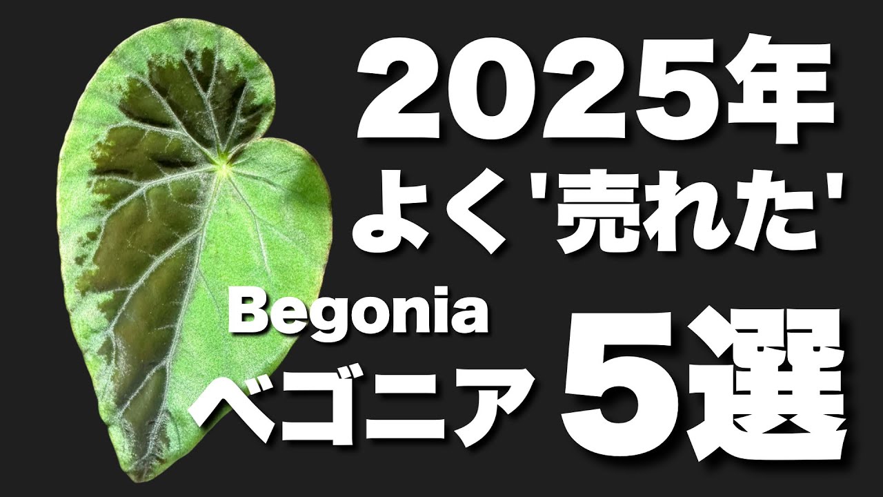2025年よく売れたベゴニア5選！