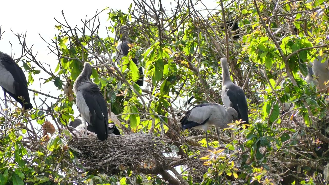 A Peaceful Bird Sanctuary Celebrating Nature  Wild Life Hiding Wonderful Thing 0003