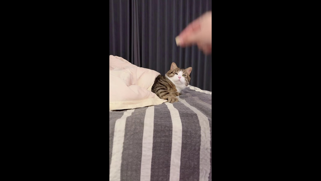 Live Cat Comfort Room ｜ 猫の癒し空間ライブ 2026-03-18 08:27:15