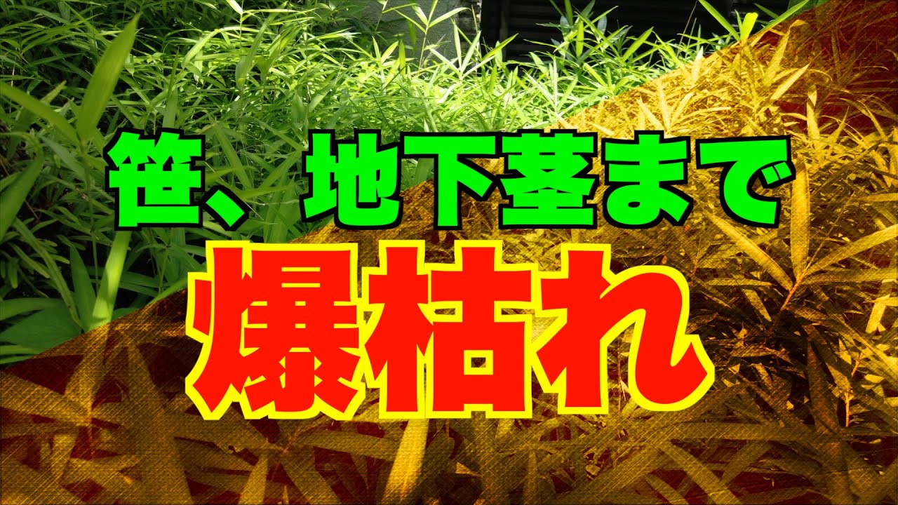 【笹根絶！】簡単、完璧な枯らせ方