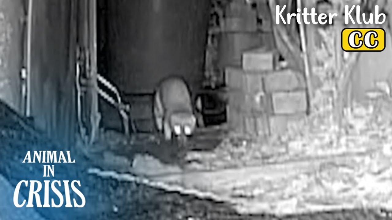 Что убило цыплят? l Животное в кризисе, эпизод 421