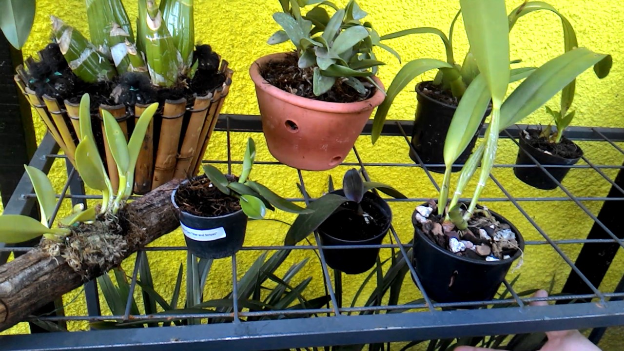 Chuva no orquidário , e higiene sanitária