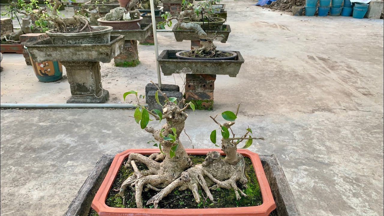 Song thụ già cổ thụ. Giao lưu sanh 7/2_0825780998