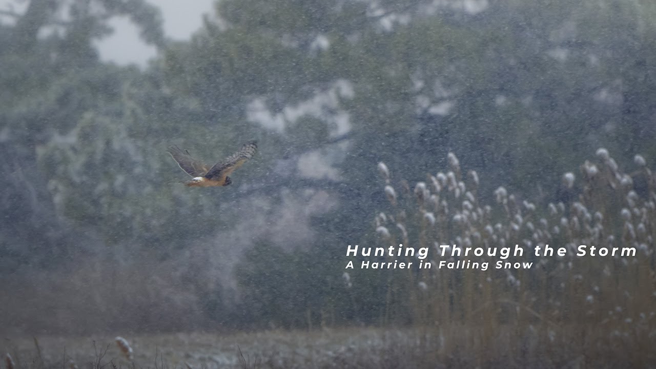 Hunting Through the Storm - A Harrier in Falling Snow