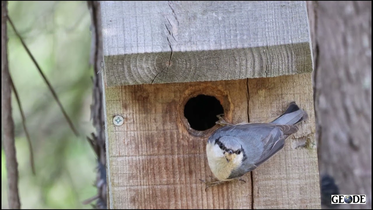 Construção de ninhos para pequenas aves