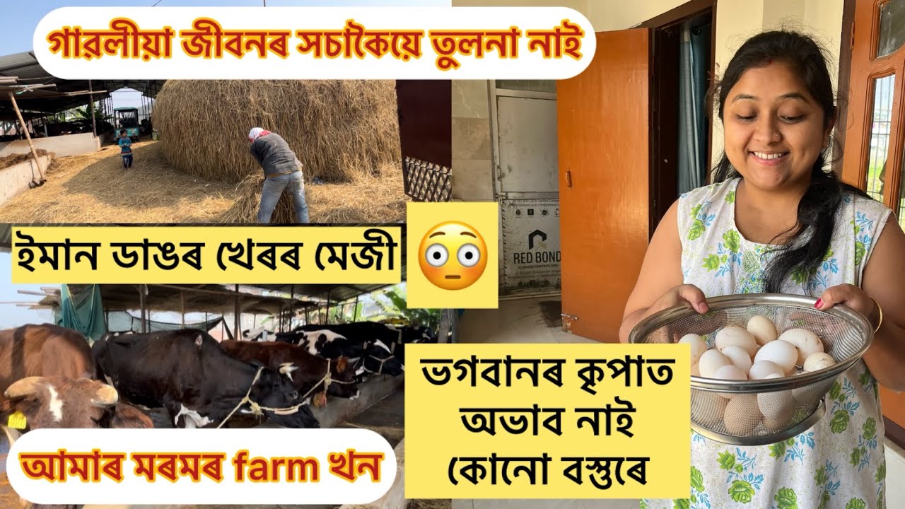 মৰমৰ farm খন আজি দেখুৱালো।কনী ধেৰ পালো আজি।কৰি খাব জানিলে অভাব নহয় কোনো দিনে।#assamesevillagelife