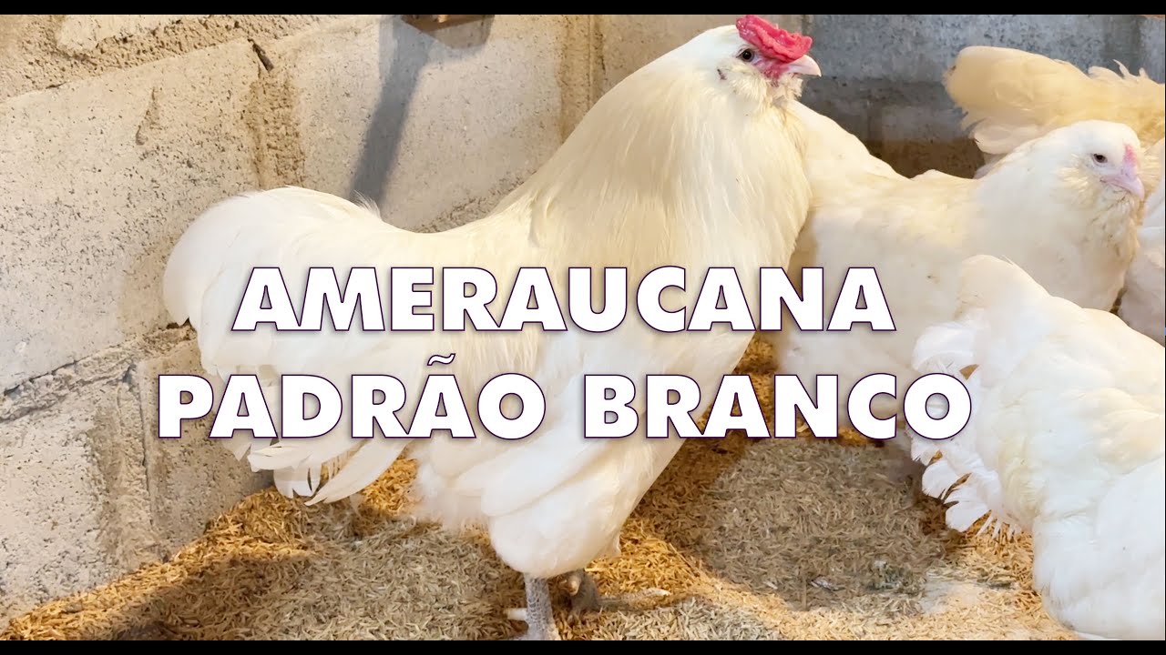 Ameraucana Padrão Branca