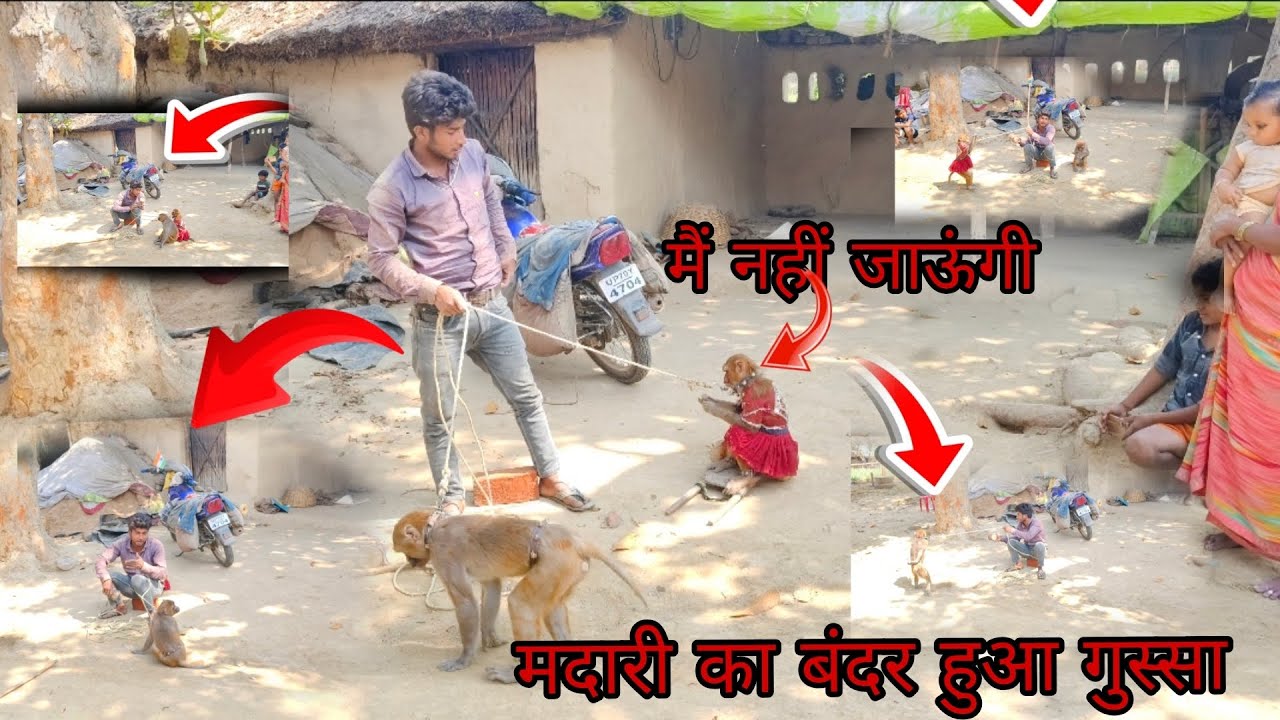 मदारी का बंदर हुआ गुस्सा #viral #videos 