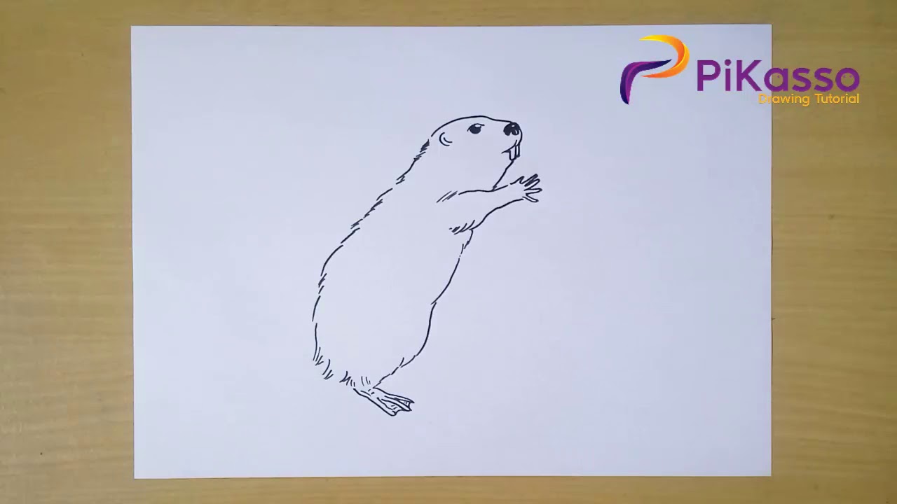 How to Draw Beaver step by step