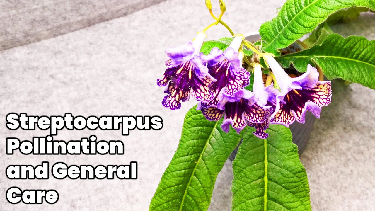 Streptocarpus Pollination and General Care