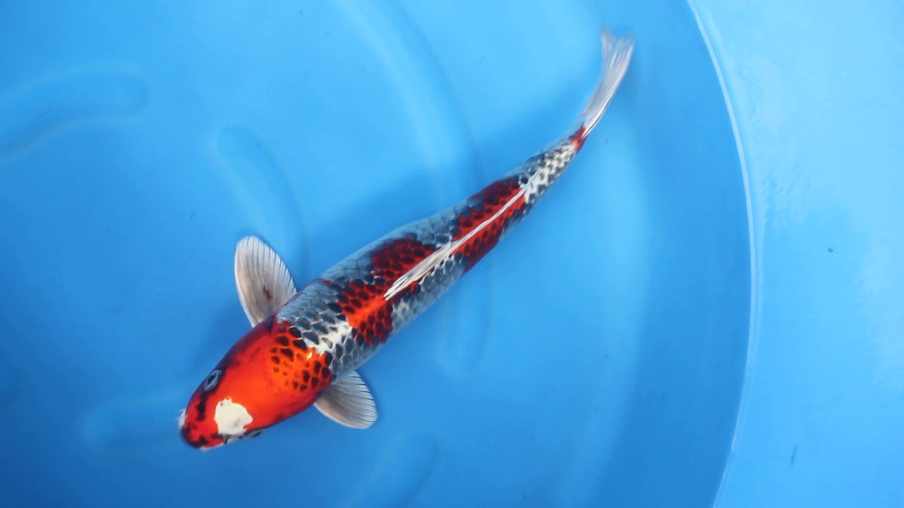 Kujyaku - Kaneko - Kodama Koi q0605t019