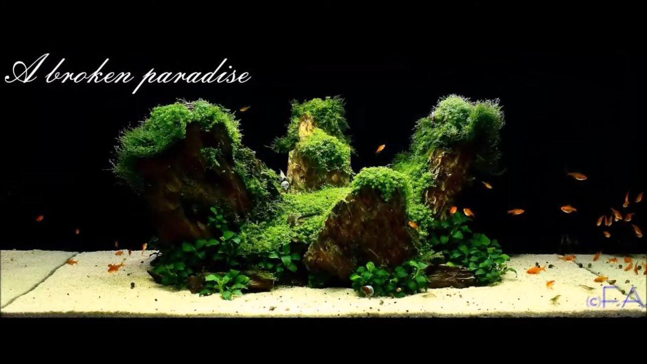 Tipp zum F&uuml;ttern im Aquarium Funkensalmler