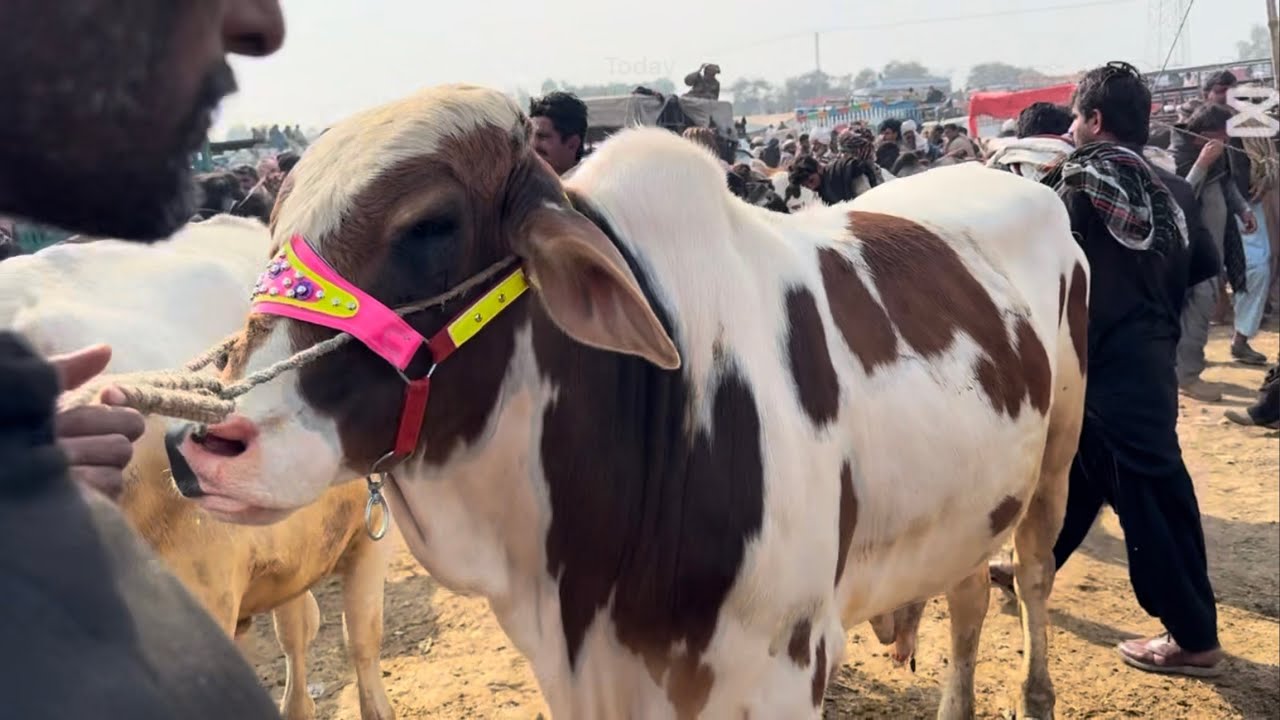 Bachra mandi today 19/1/26 | pull Qambar mandi today | khangar cow | karo mall mandi 