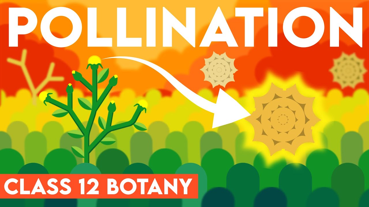 Pollination | Types of Pollination | Sexual Reproduction in Flowering Plants | Class 12 NEET 2025