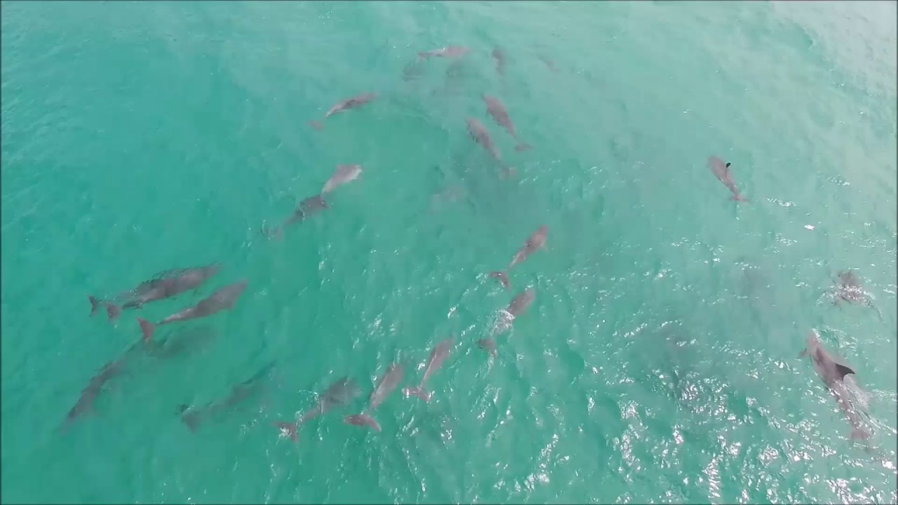 Dolphins at Little Wategos Beach, Byron Bay, NSW February 2017