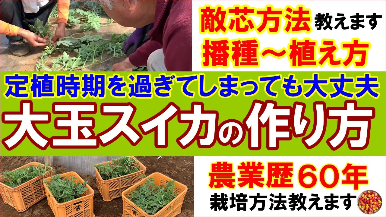 【大玉スイカの作り方】定植時期をのがしてしまったスイカの作り方（敵芯方法・播種・植え方まで）