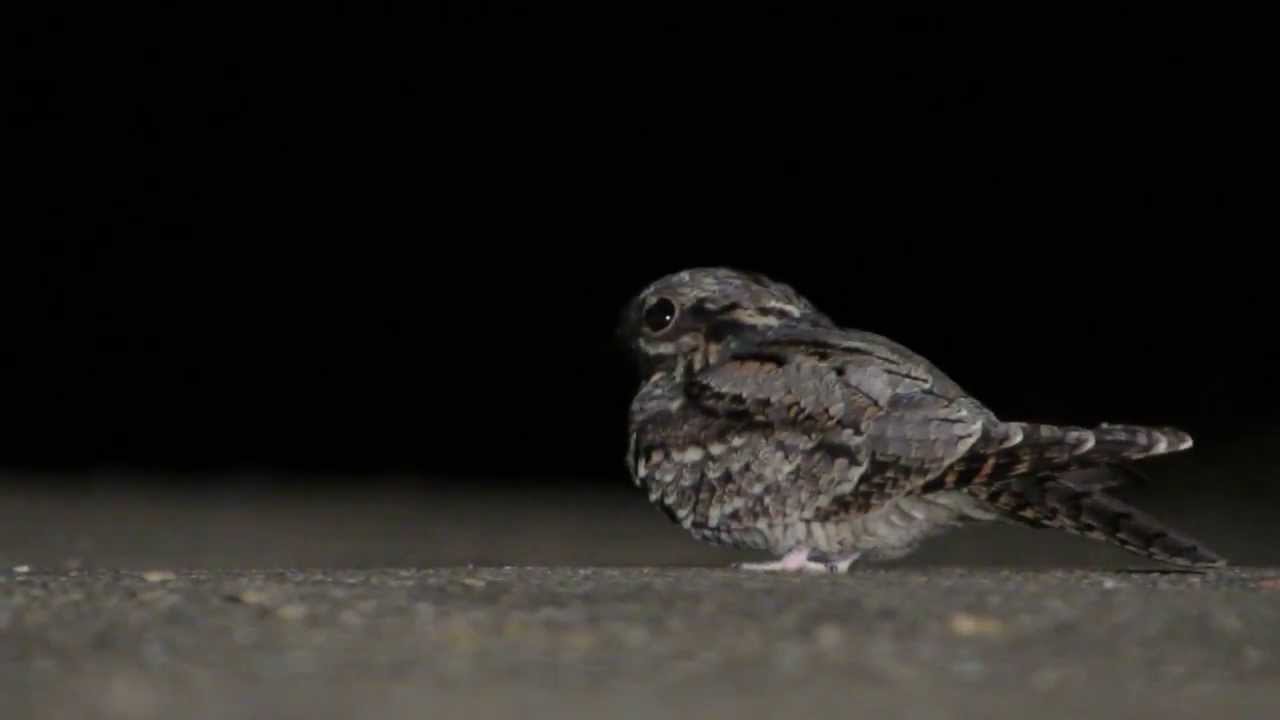 Chotacabras europeo - Corvio (Aguilar de Camp&oacute;o)