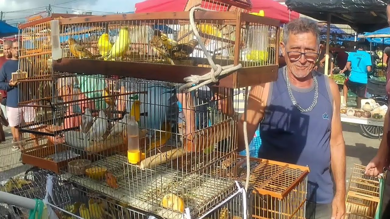 FEIRA DE PASSARINHOS GAIOLAS E AVES DO CORDEIRO RECIFE-PE 