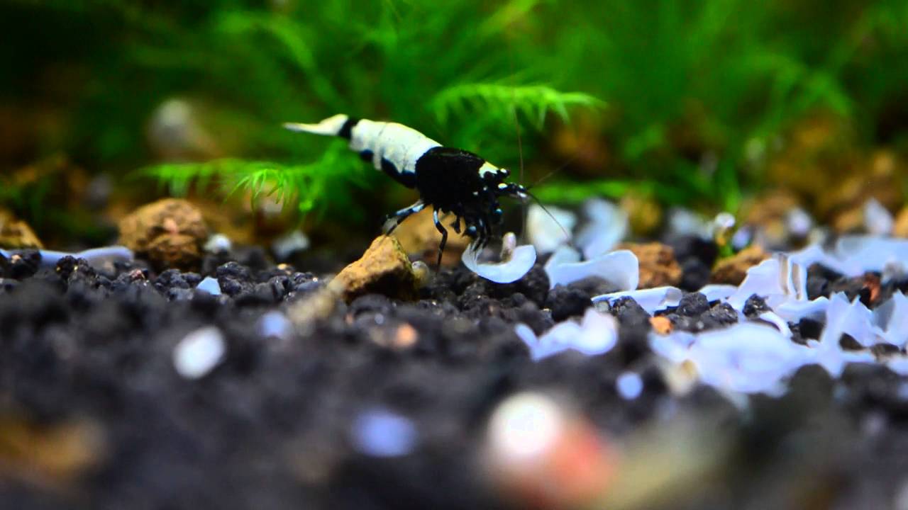 Black pinto close up
