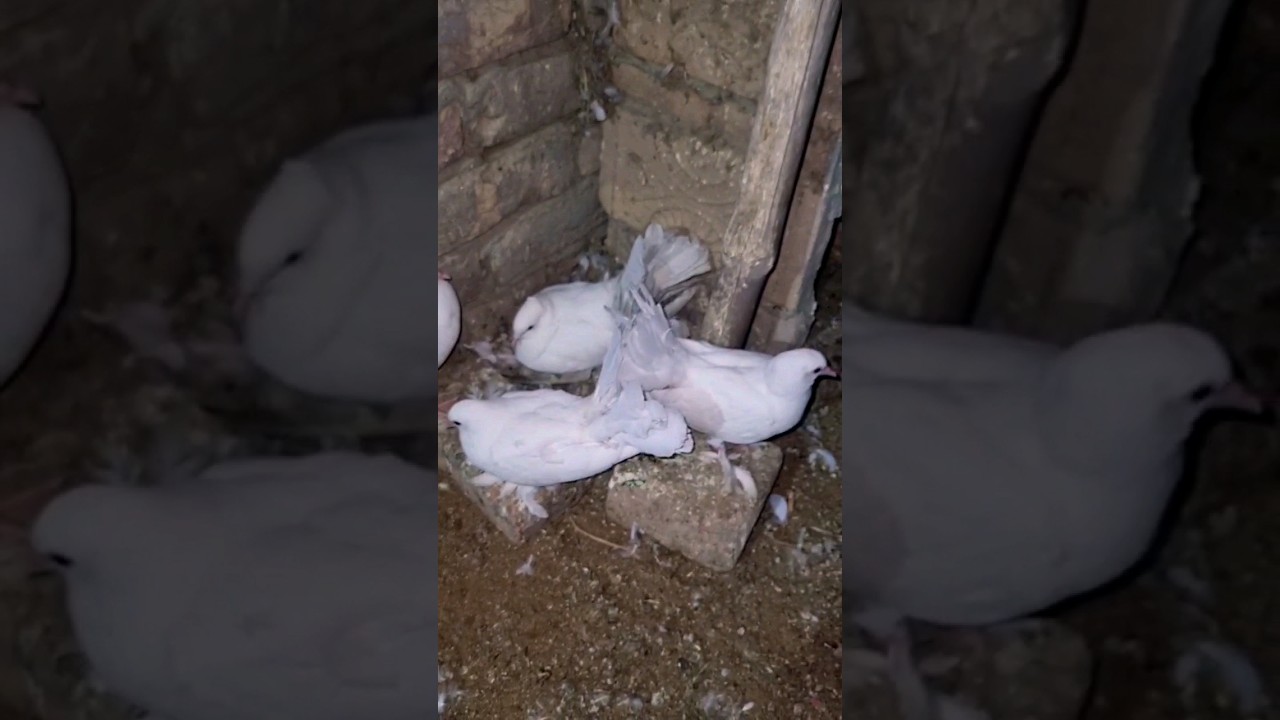 kabootari ne dobara ande de deye 😱😍🤣🤪 #youtubeshorts #shorts