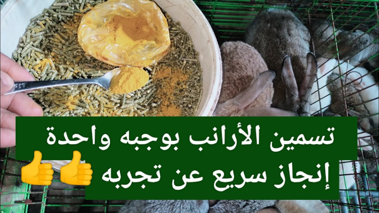 تسمين الأرانب بوجبه واحدة بس قبل الفطام إنجاز سريع جدا في زيادة الوزن شوف بنفسك 👍👍👍👍👍