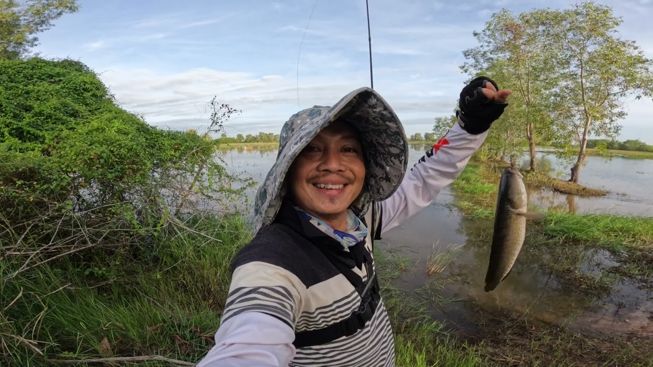 ព្រៃជ្រូកត្រីល្អៗណាស់ | ត្រីធាត់ៗ | ត្រីច្រើន​ | Caught A Lots Of Snakehead Fish | Catch And Cook