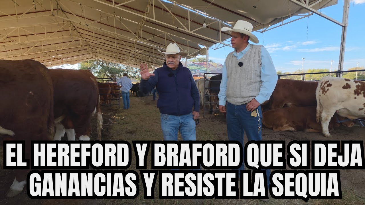El HEREFORD y BRAFORD que SI DEJA GANANCIAS y RESISTE la SEQUÍA |  RancheandoAndo