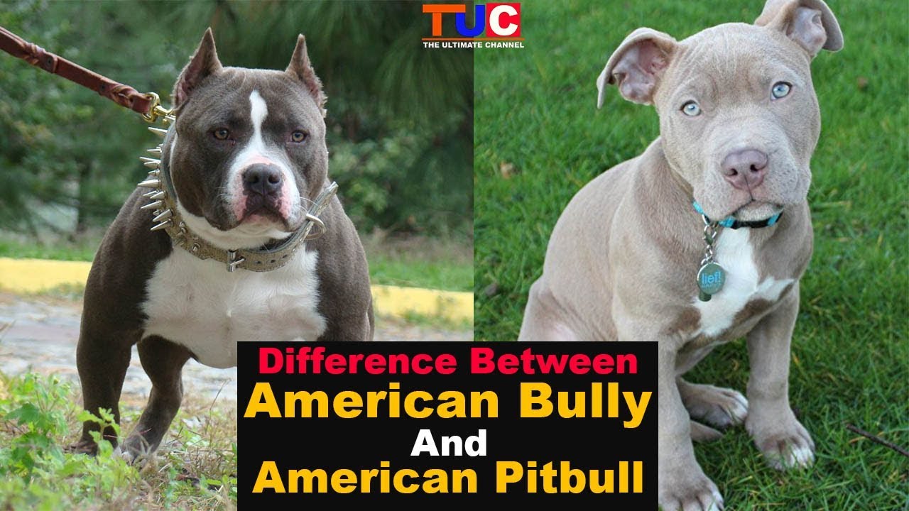 Difference Between American Bully And American Pitbull : TUC