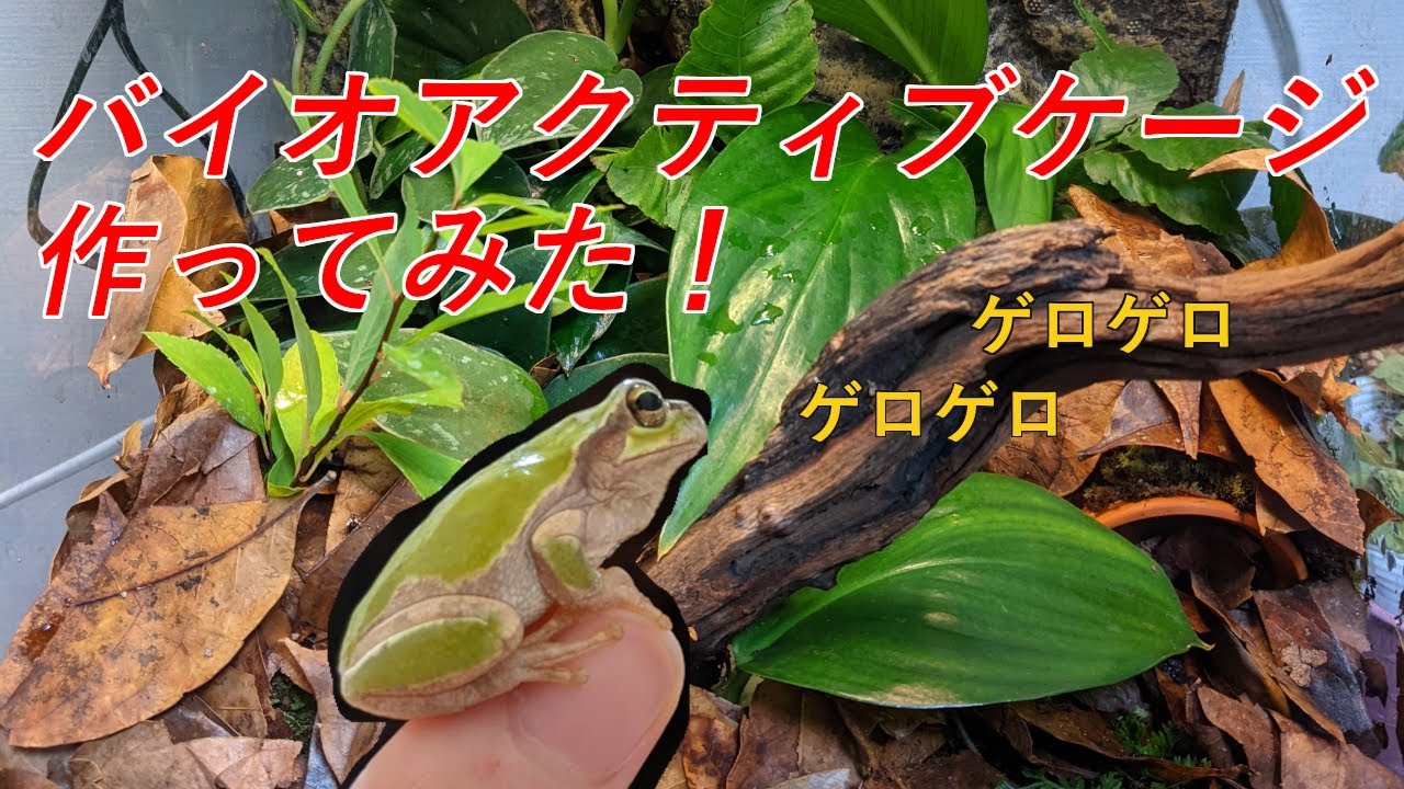 バイオアクティブトロピカルケージを作ってみた！日本アマガエルのちびちゃん大喜び！