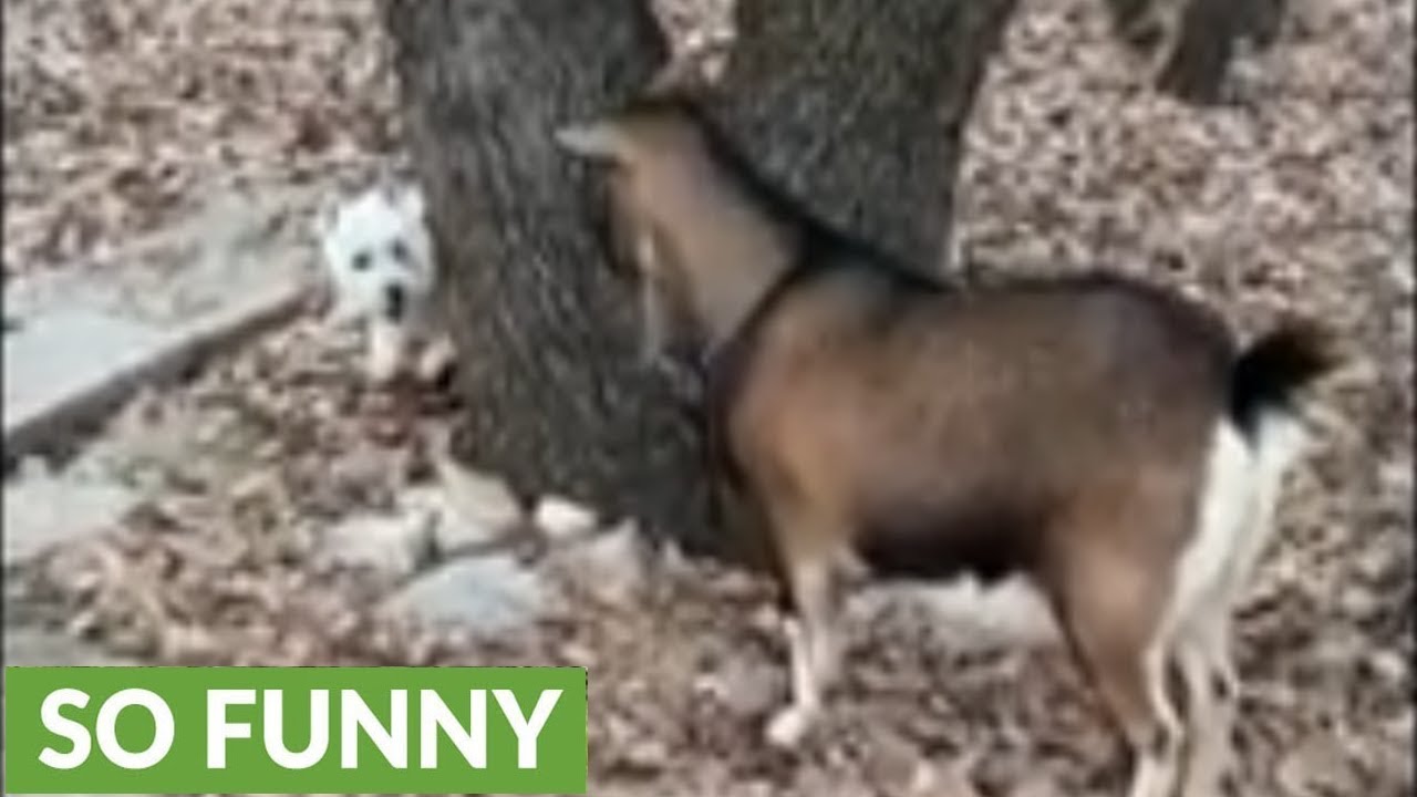 Westie hilariously plays epic hide-and-seek game with goat