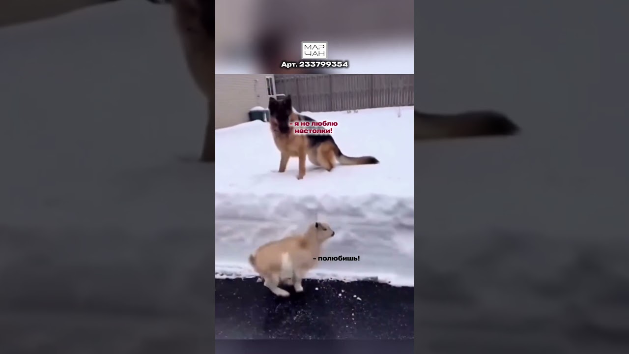 Арт на WB: 233799354 🧐 #cat mar4angames #настолки #находкиwb #shorts
