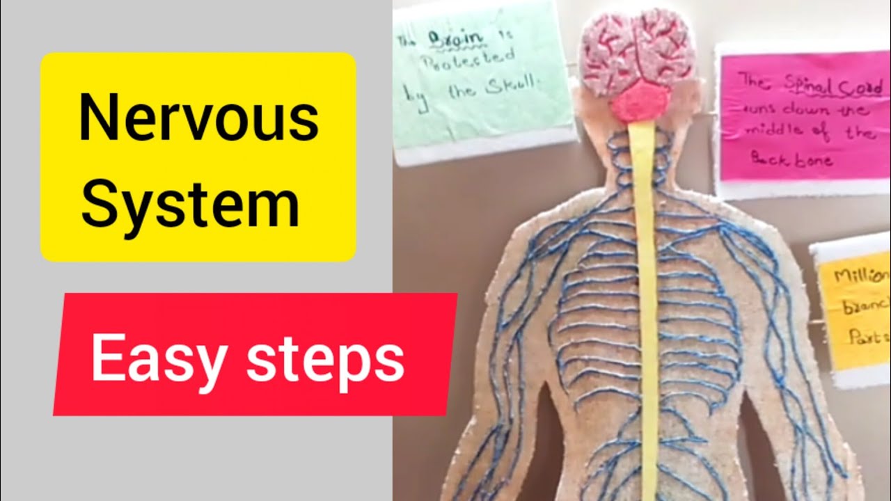 How To Make Nervous System Project | Science Project | DIY #scienceproject #mahnoornazakat