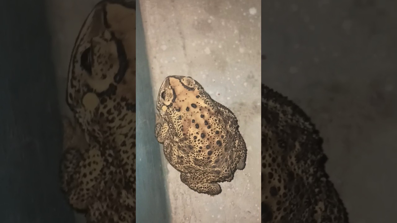 Duttaphrynus melanostictus | Asian common toad | Frog
